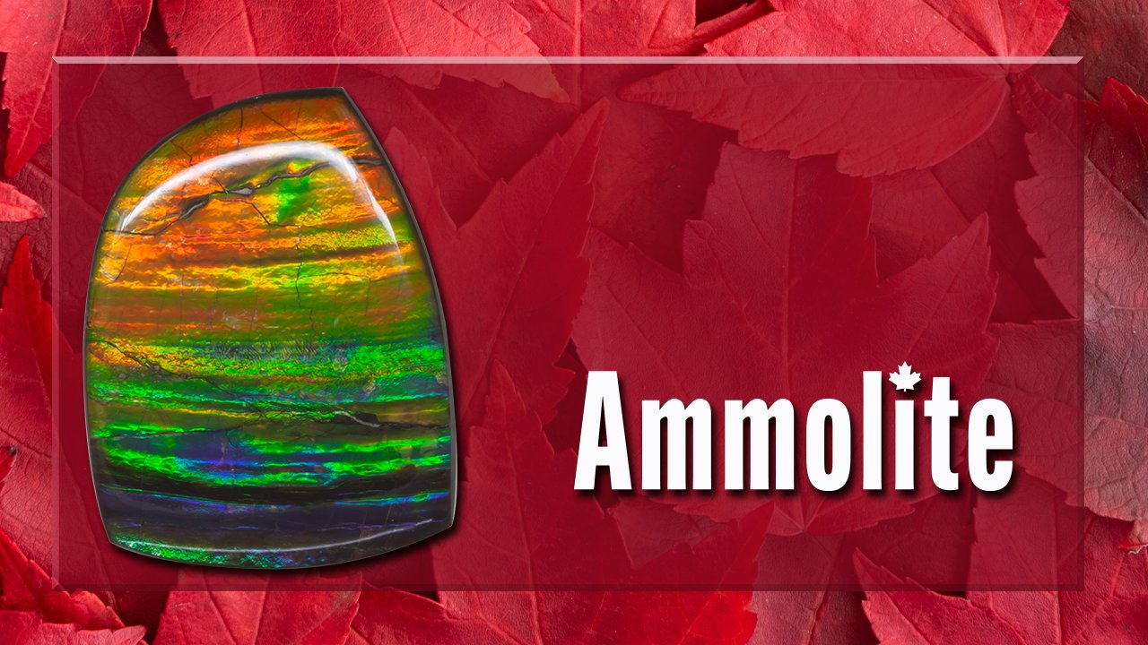 Ammolite cost on sale